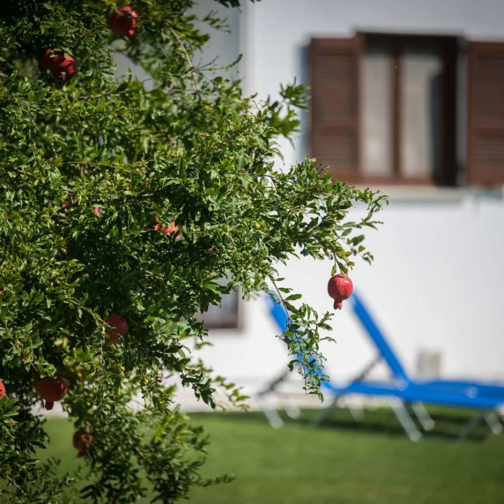 Molino Villa — Nikiti, Sitonija (fotografija 4)