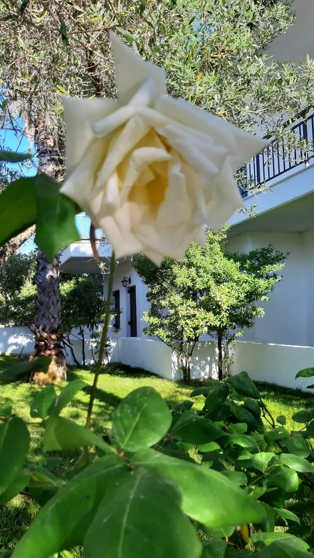 Glarokavos Studios — Pefkohori, Kasandra (fotografija 1)