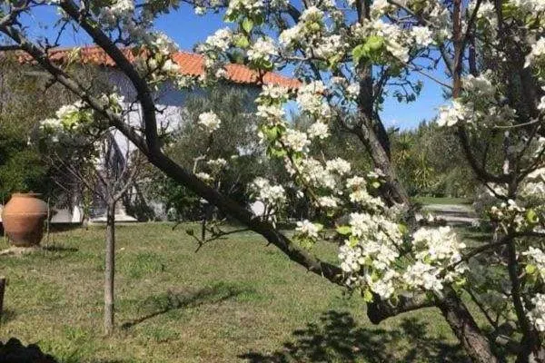 Glarokavos Studios — Pefkochori, Kassandra (photo 2)